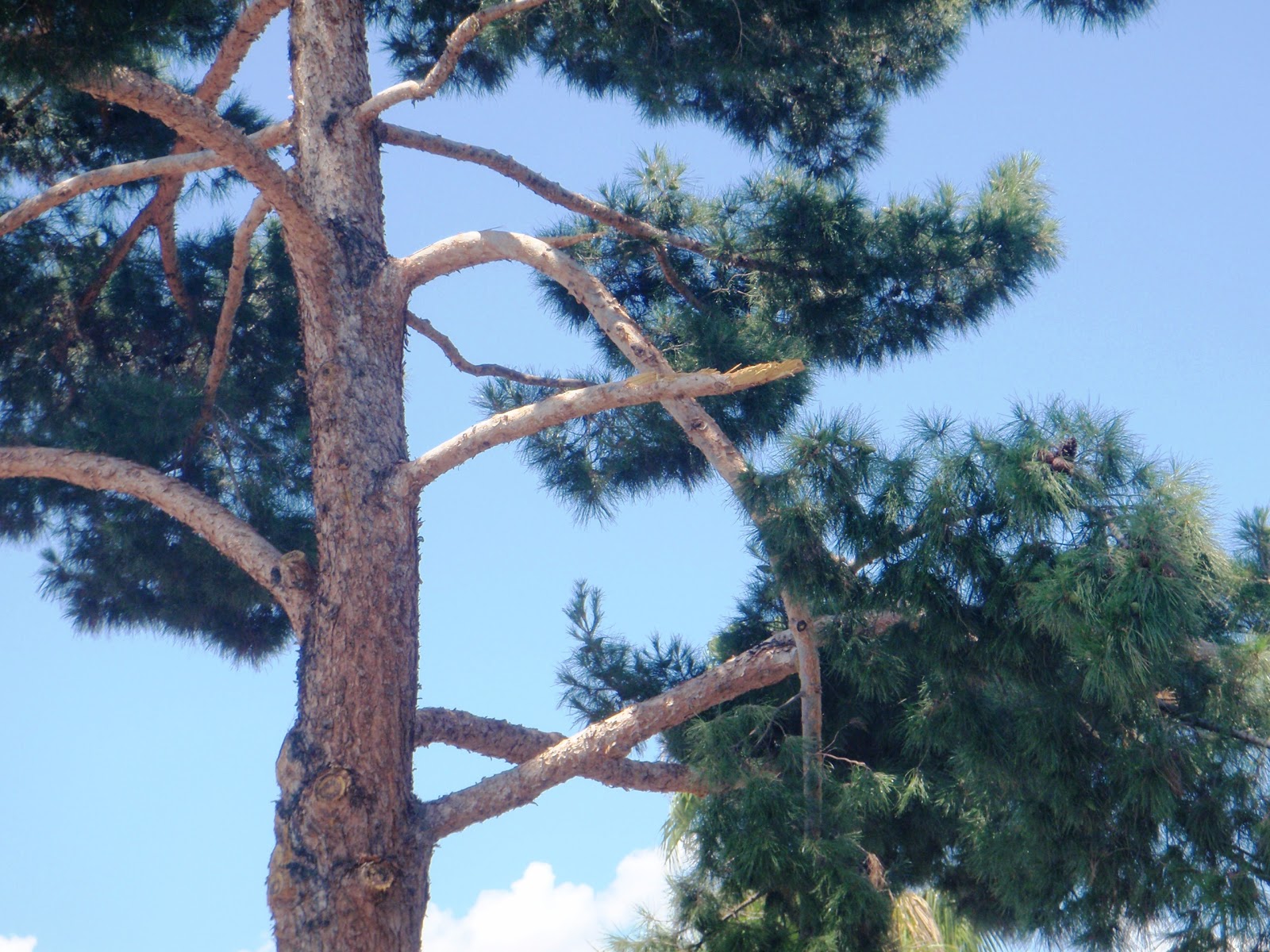 How do you trim a pine tree?